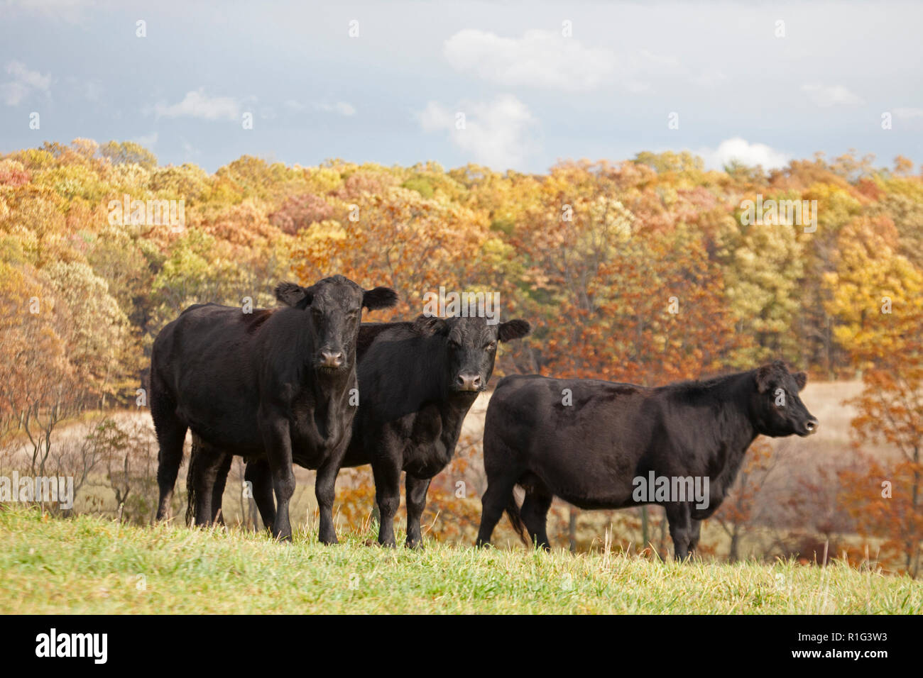 Bestiame nero Angus in pascolo su una fattoria della Pennsylvania Foto Stock