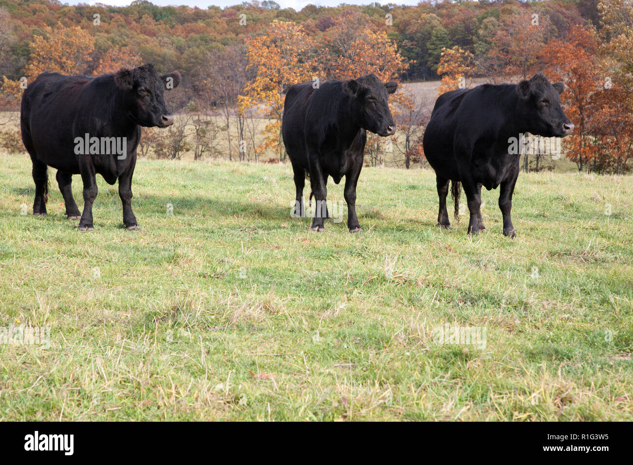 Tre bovini Black Angus in autunno pascolo su un ranch Foto Stock