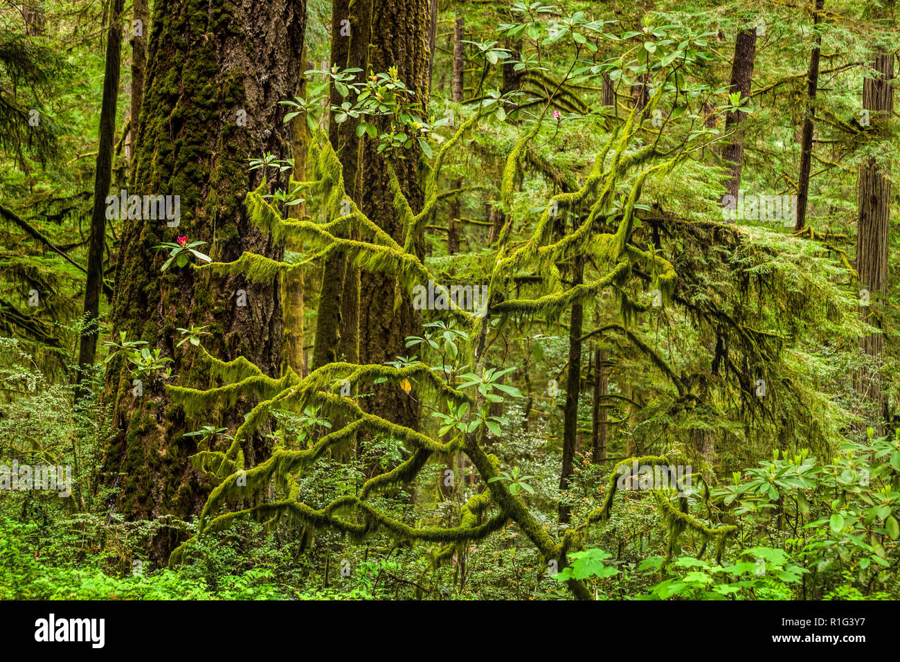 Parco Nazionale di Redwood in primavera Foto Stock