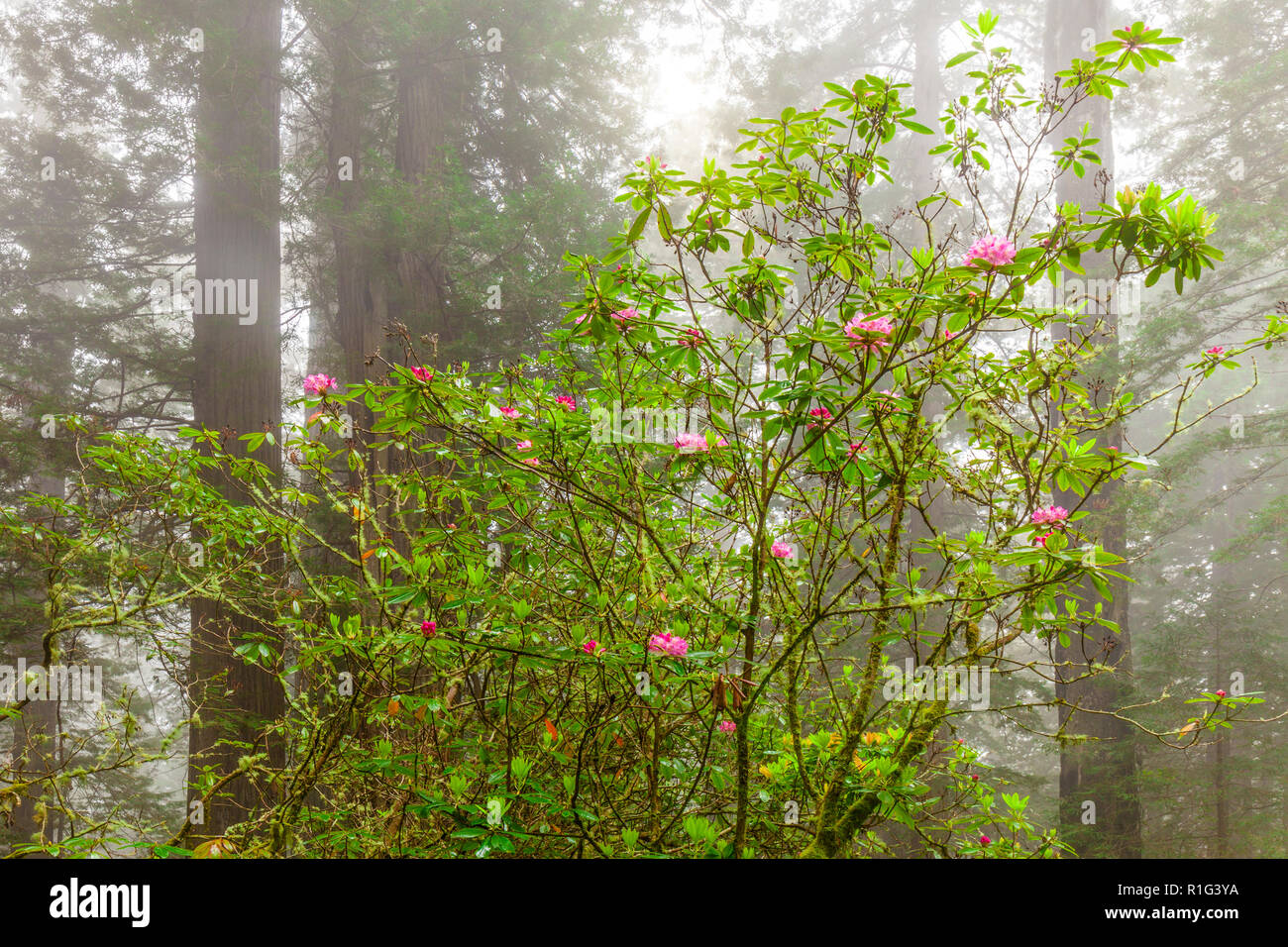 Rododendri in primavera nel Parco Nazionale di Redwood Foto Stock