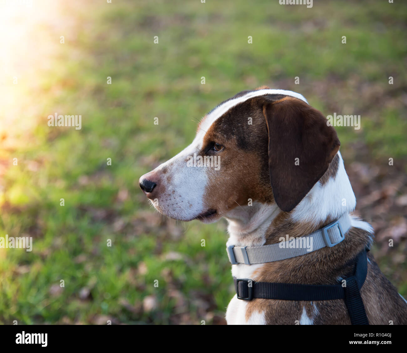Il mio cane Nibbio in campagna , una meravigliosa creatura Foto Stock