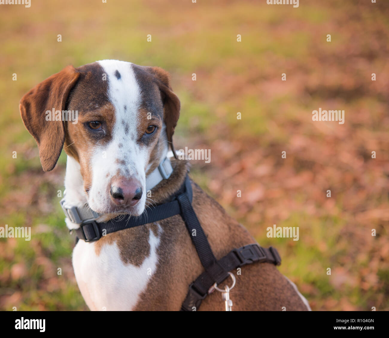 Il mio cane Nibbio in campagna , una meravigliosa creatura Foto Stock