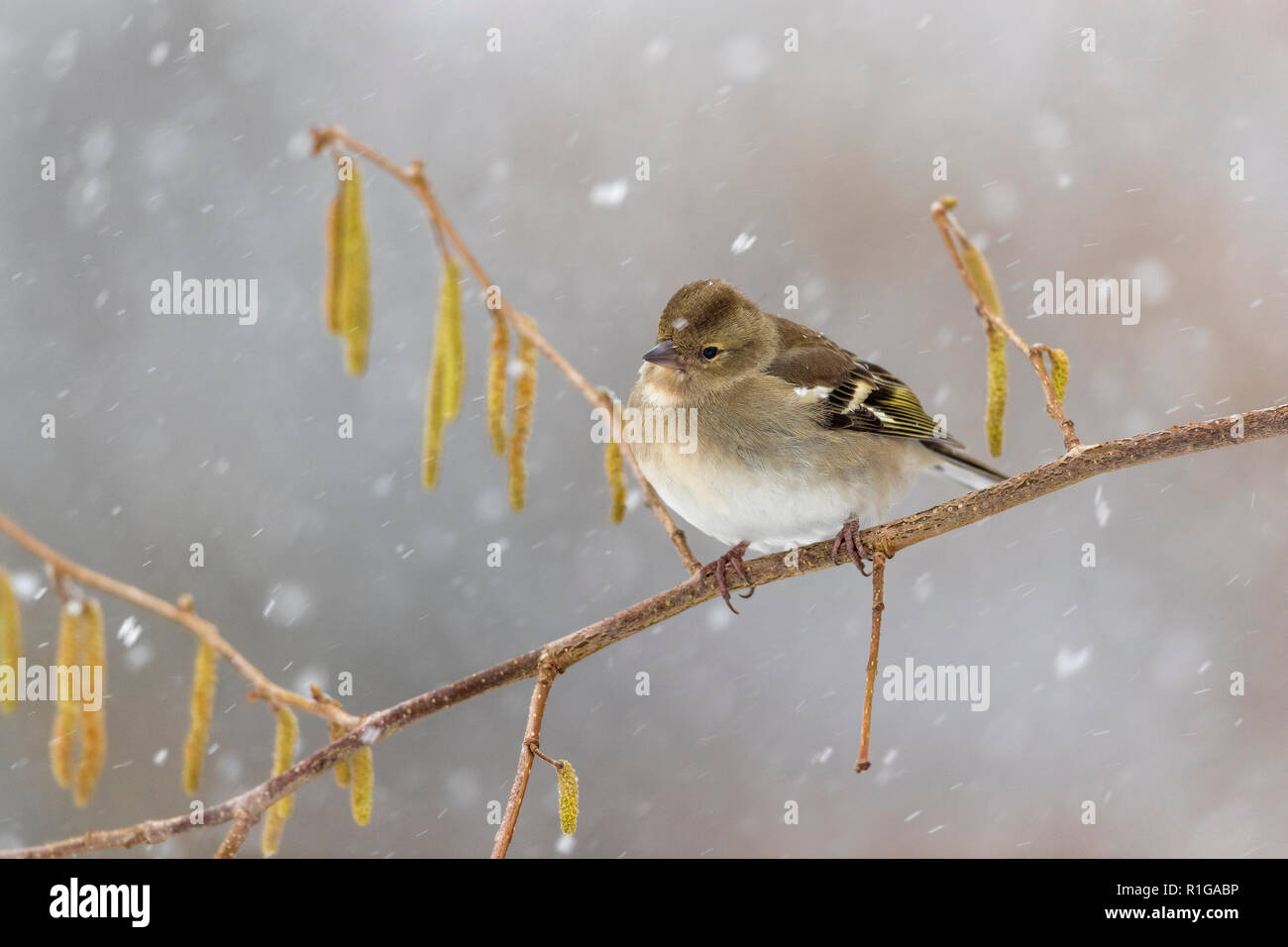 Fringuello; Fringilla coelebs unica donna in Snow Cornwall, Regno Unito Foto Stock