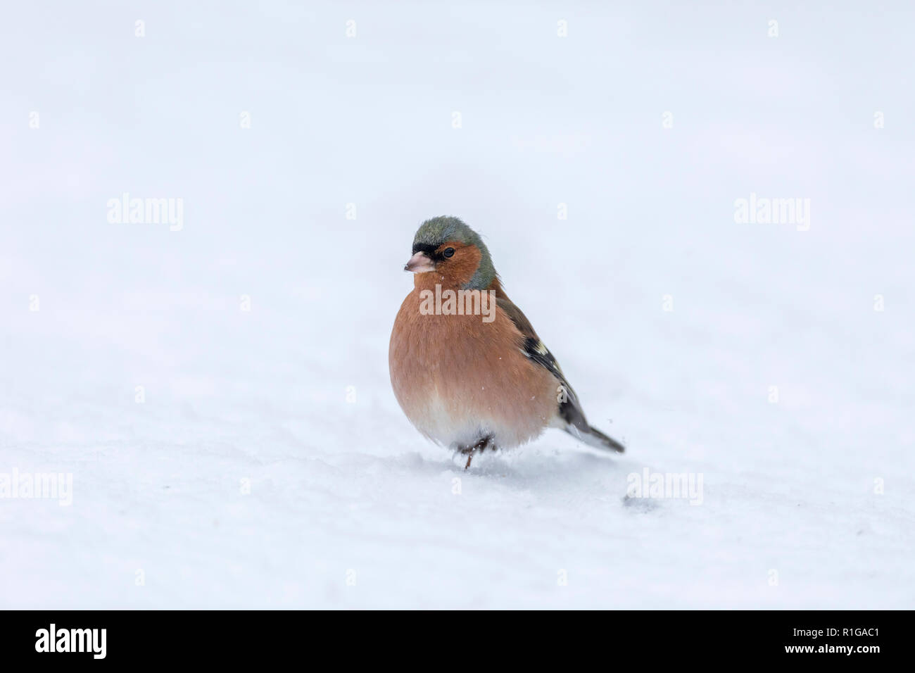 Fringuello; Fringilla coelebs maschio singolo in Snow Cornwall, Regno Unito Foto Stock