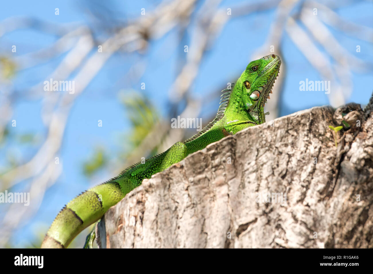 Giovane femmina Iguana iguana, Guadalupa, French West Indies. Foto Stock