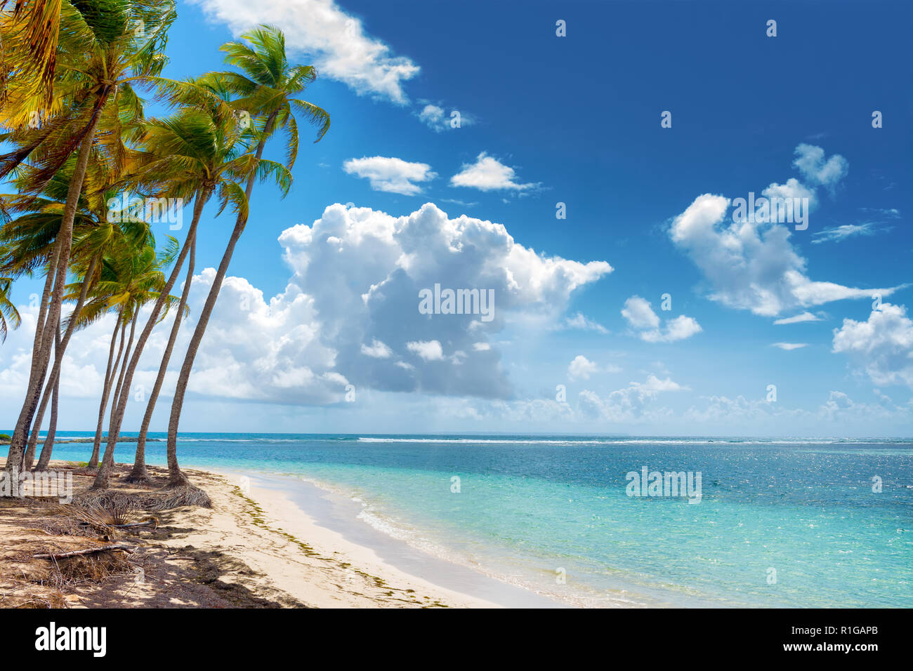 Blue sky,alberi di noci di cocco, acque turchesi e sabbia dorata, Caravelle beach, Saint Anne Guadalupa, French West Indies. Foto Stock