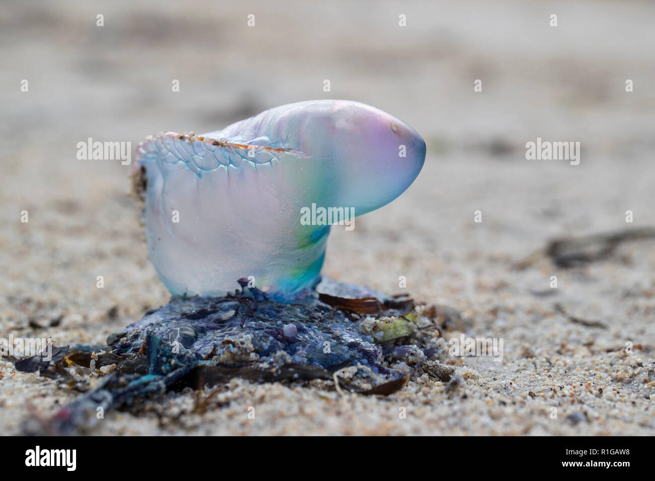 Il portoghese uomo di guerra; Physalia physalis singolo lavato fino Isole Scilly; Regno Unito Foto Stock