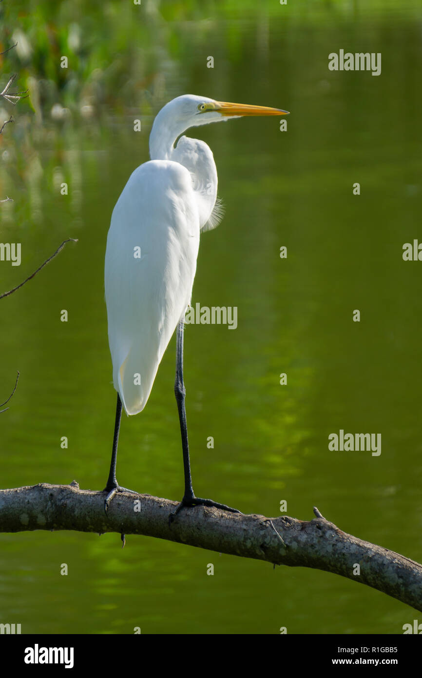 Bianco Airone bianco maggiore (Ardea alba) in piedi su un ramo acqua oltre a Indian Riverside Park, Jensen Beach, Martin County, Florida, Stati Uniti d'America Foto Stock