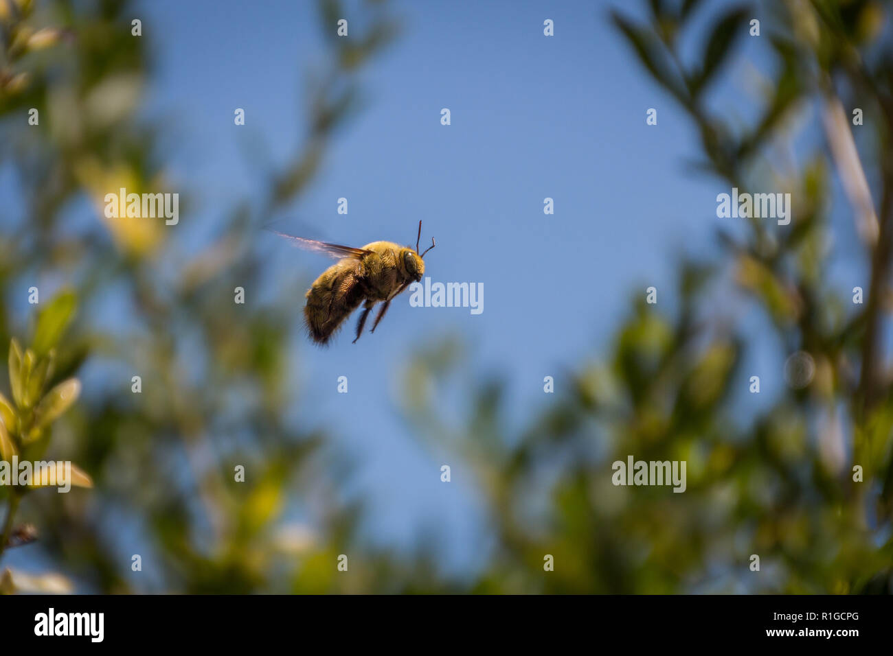 Ripresa macro di un bumblebee battenti. Foto Stock