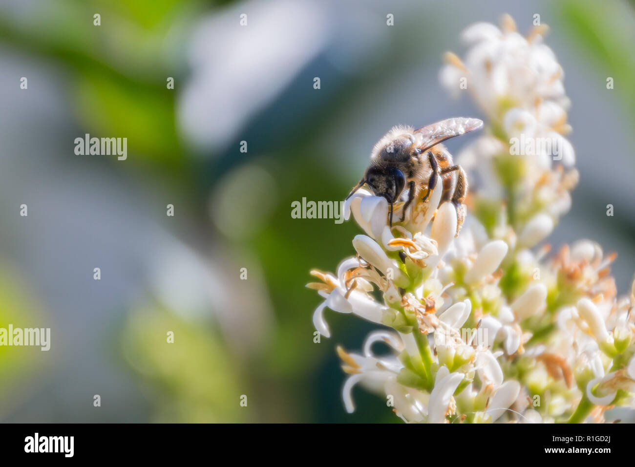 Bee seduta sul luminoso bianco fiore in primavera o in estate, Vista ravvicinata Foto Stock