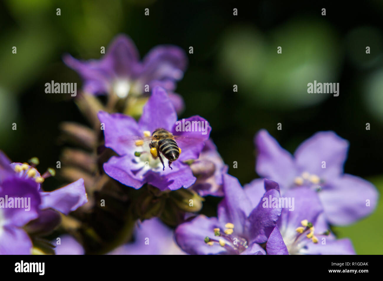 Fiori viola close up della fioritura di piante all'aperto con il miele delle api in volo rivolta lontano dalla telecamera. Foto Stock