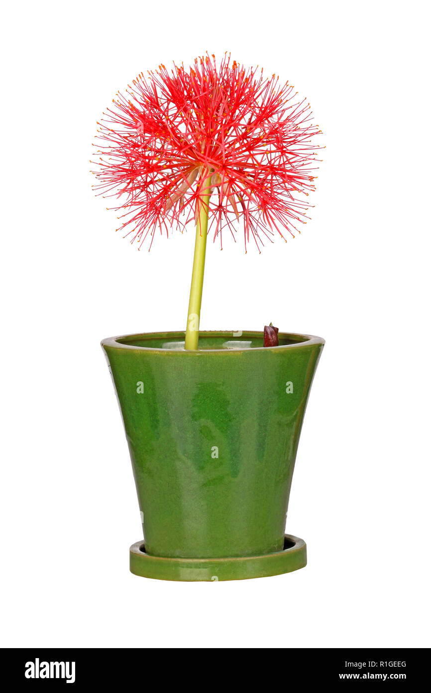 Composto singolo fiore testa del Southern African sangue giglio, Scadoxus multiflorus (ex Haemanthus multiflorus), crescendo in un verde vaso di ceramica Foto Stock