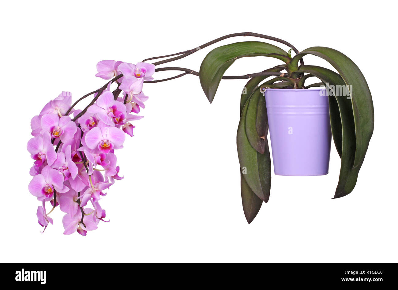 Spray di luce fiori viola su una Phalaenopsis orchid piante e radici aeree che crescono in un viola pentola di metallo isolati contro uno sfondo bianco Foto Stock Spray di luce fiori viola su una Phalaenopsis orchid piante e radici aeree che crescono in un viola pentola di metallo isolati contro uno sfondo bianco Foto Stock