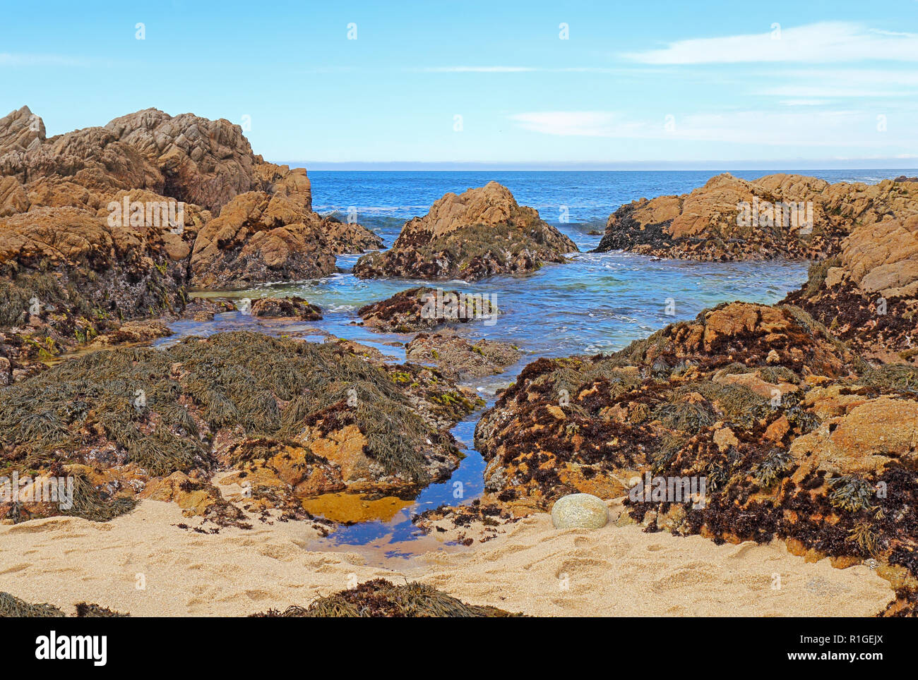 La bassa marea rivela alghe e pozze di marea a stato Asilomar Beach in Pacific Grove sulla penisola di Monterey in California Foto Stock