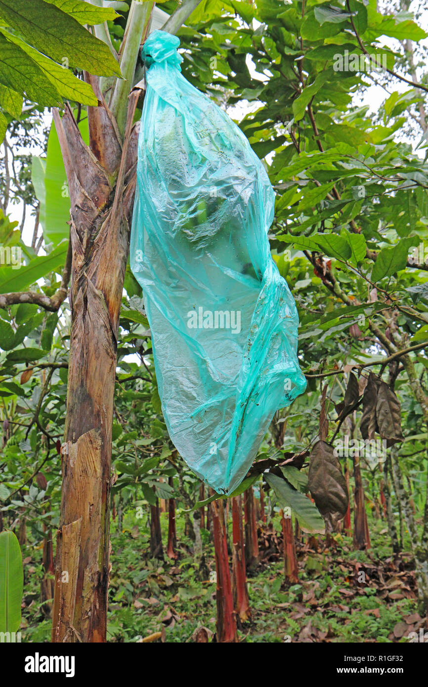 Mazzetto di sviluppo di banane Cavendish (Musa acuminata) protetto da un blu sacchetto di plastica in corrispondenza di una fattoria organica in Ecuador Foto Stock