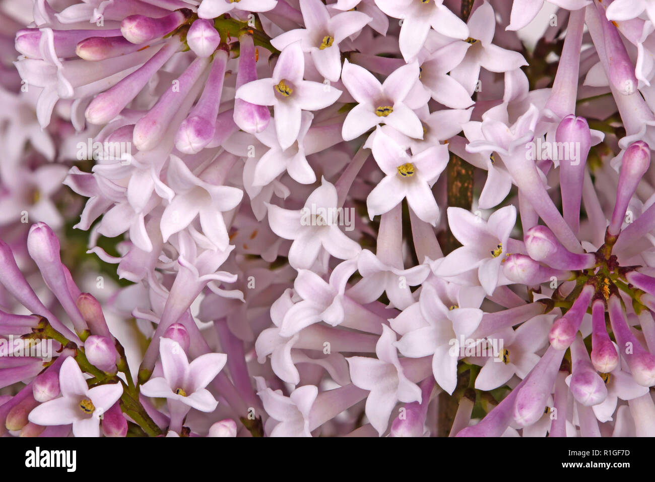 Molti fiori pallido del nano lilla coreano (Syringa pubescens sottospecie patula) cultivar Miss Kim riempire il telaio Foto Stock