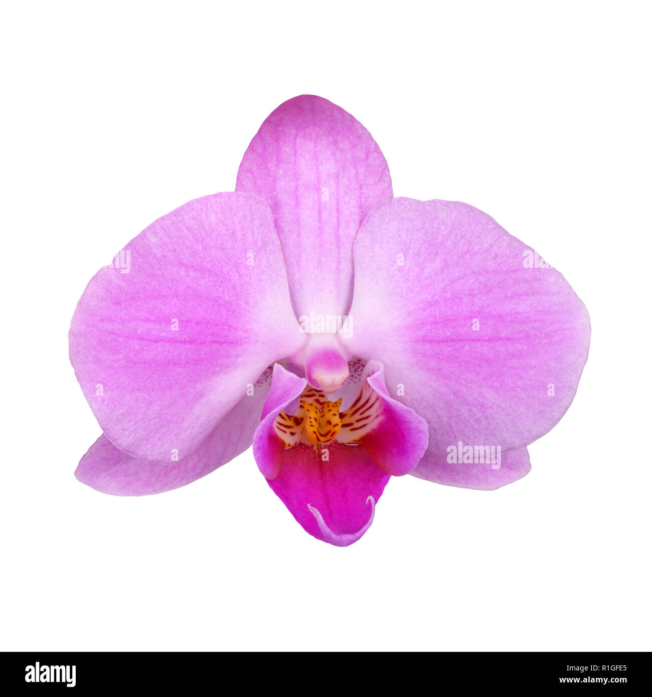 Close-up di una singola luce viola fiore di un ibrido Phalaenopsis orchid isolata contro uno sfondo bianco Foto Stock Close-up di una singola luce viola fiore di un ibrido Phalaenopsis orchid isolata contro uno sfondo bianco Foto Stock