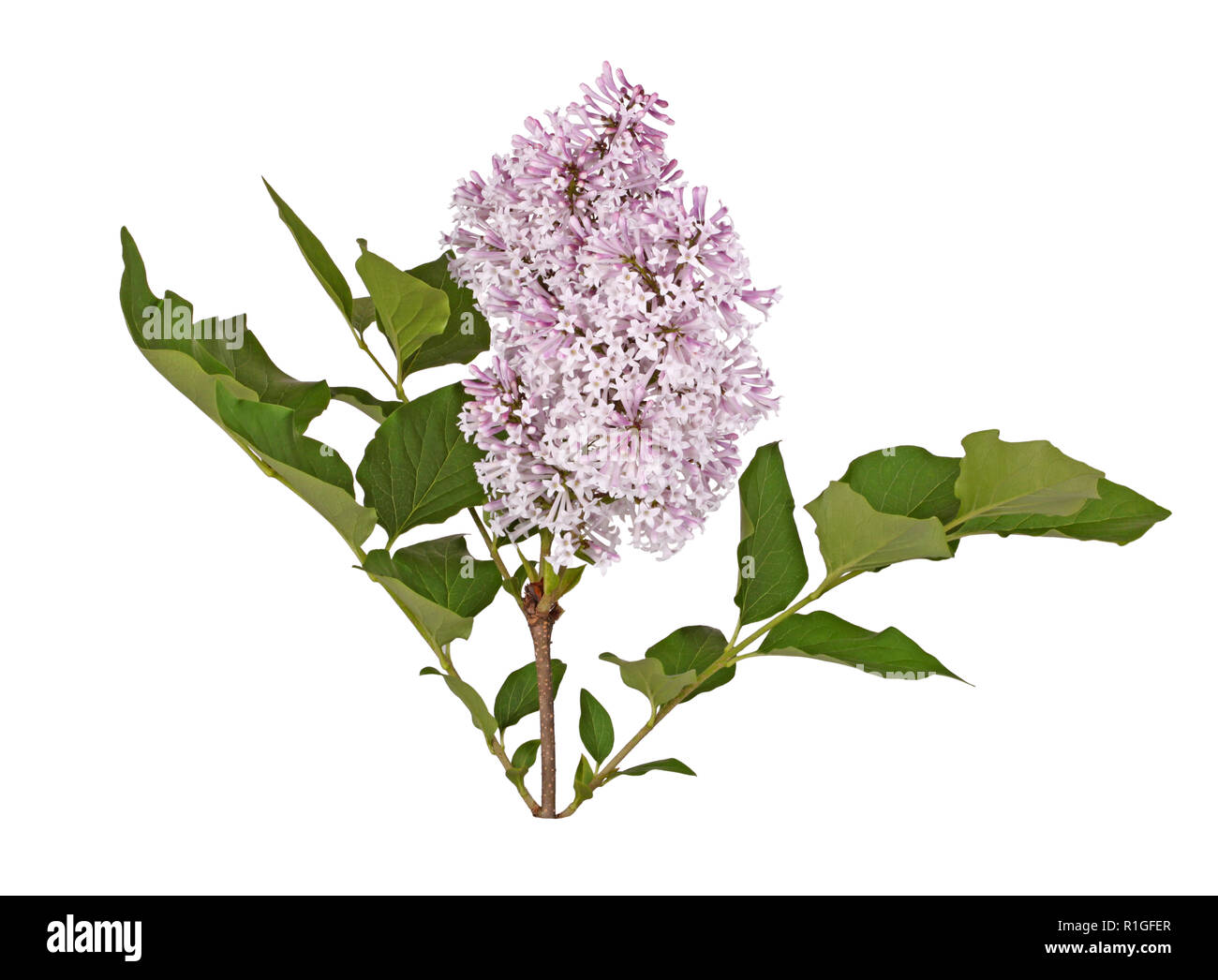 Luce fiori viola del coreano o Manchurian nana cultivar lilla Miss Kim (Syringa pubescens sottospecie patula) con molla verde lascia isolato Foto Stock