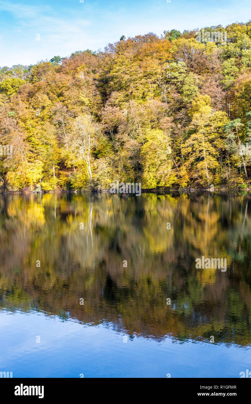 Alberi in autunno e di riflessione nel lago, Ulmen Maar, Ulmen, West Eifel campo vulcanico, regione della Renania, Germania, Europa Foto Stock
