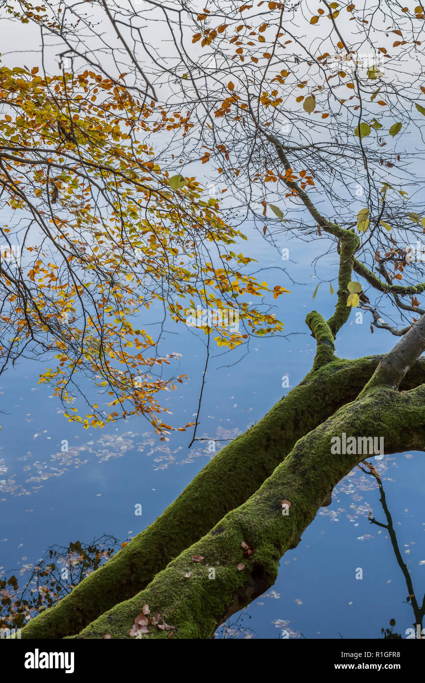 Autumn Fall forest scena dal lago, Ulmen Maar, West Eifel campo vulcanico, regione della Renania, Germania, Europa Foto Stock