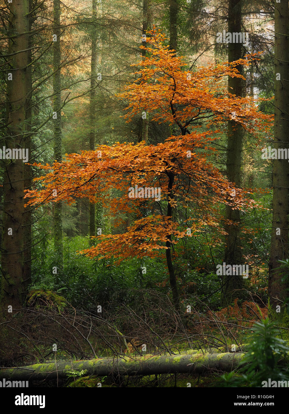 Isolato faggio nel castello di Galtee boschi, Limerick, Irlanda Foto Stock