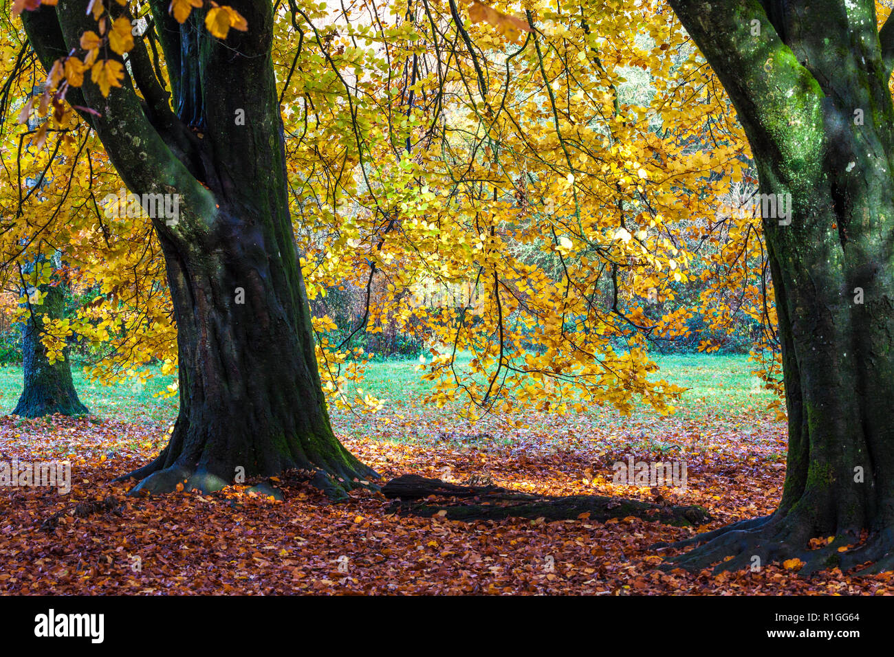 In autunno la foresta Savernake nel Wiltshire. Foto Stock