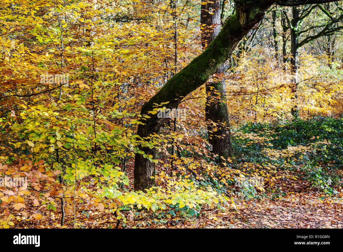 In autunno la foresta Savernake nel Wiltshire. Foto Stock