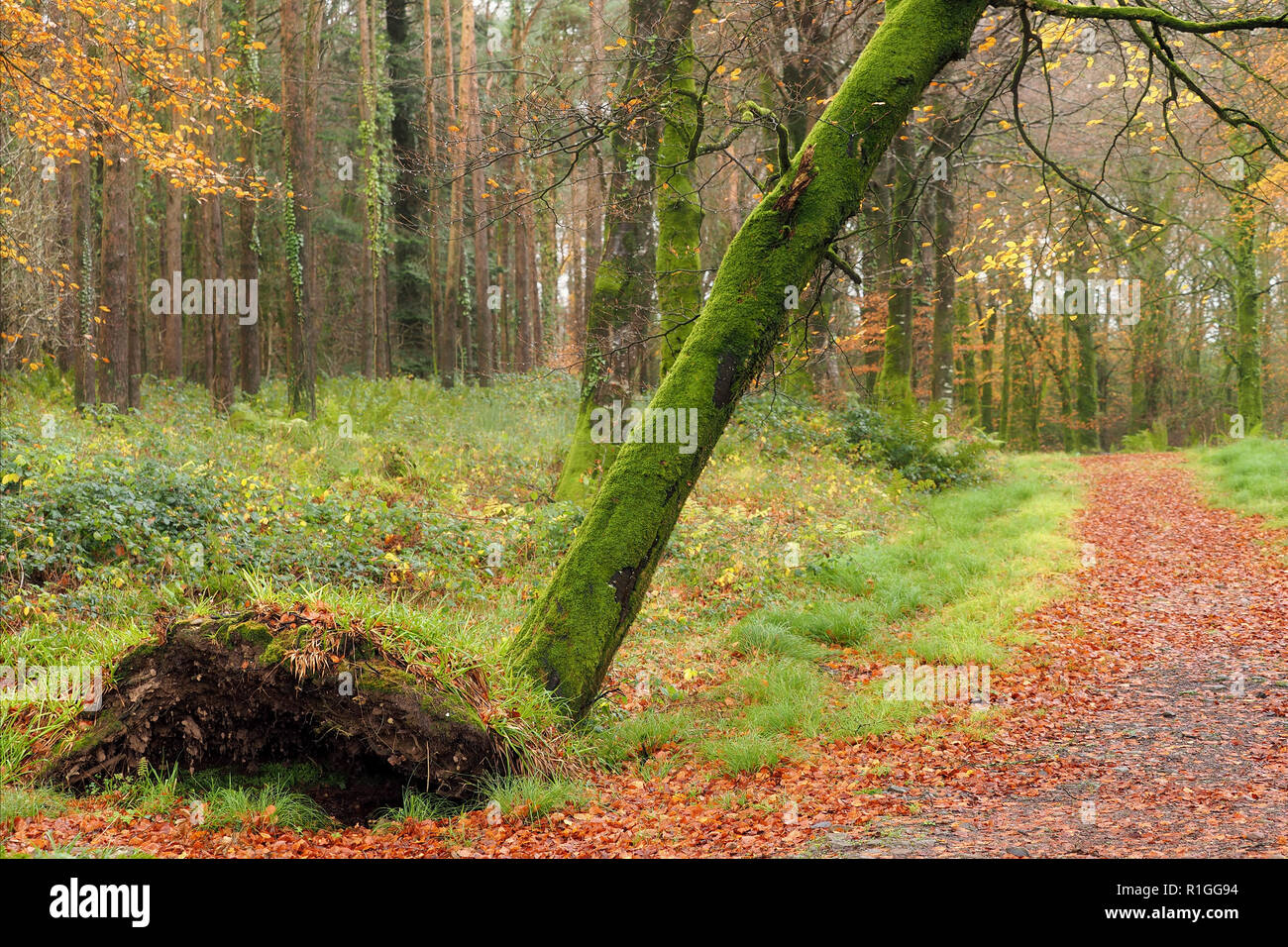 Sradicati faggio (Fagus sylvatica) nel castello di Galtee boschi, Limerick, Irlanda Foto Stock