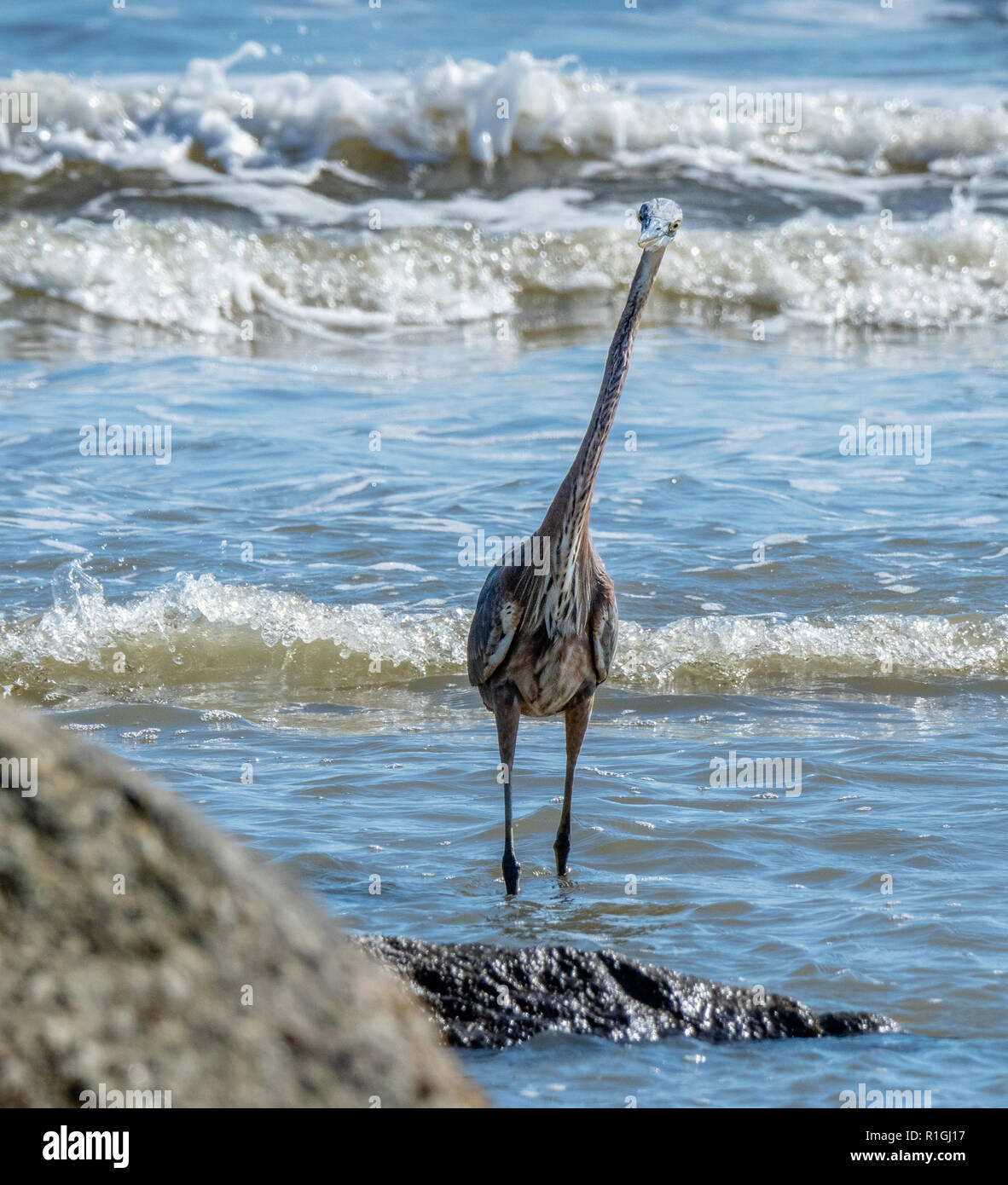 Snello tricolore heron Egretta tricolore di stretching alla sua altezza piena per cercare il pesce nei pressi di rocce costiere sulla costa della Georgia USA Foto Stock