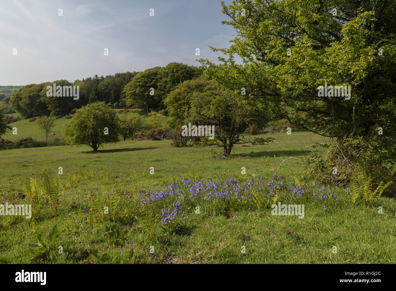 Aprire pascolato parco paesaggio con bluebells, sulla collina Varle, nr Dulverton, Exmoor Foto Stock