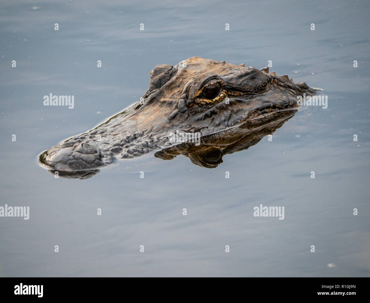 Aligator ( un mississippiensis ) nella caratteristica posizione di nuoto con testa appena al di sopra del livello dell'acqua - Savannah National Wildlife Refuge S Carolina USA Foto Stock