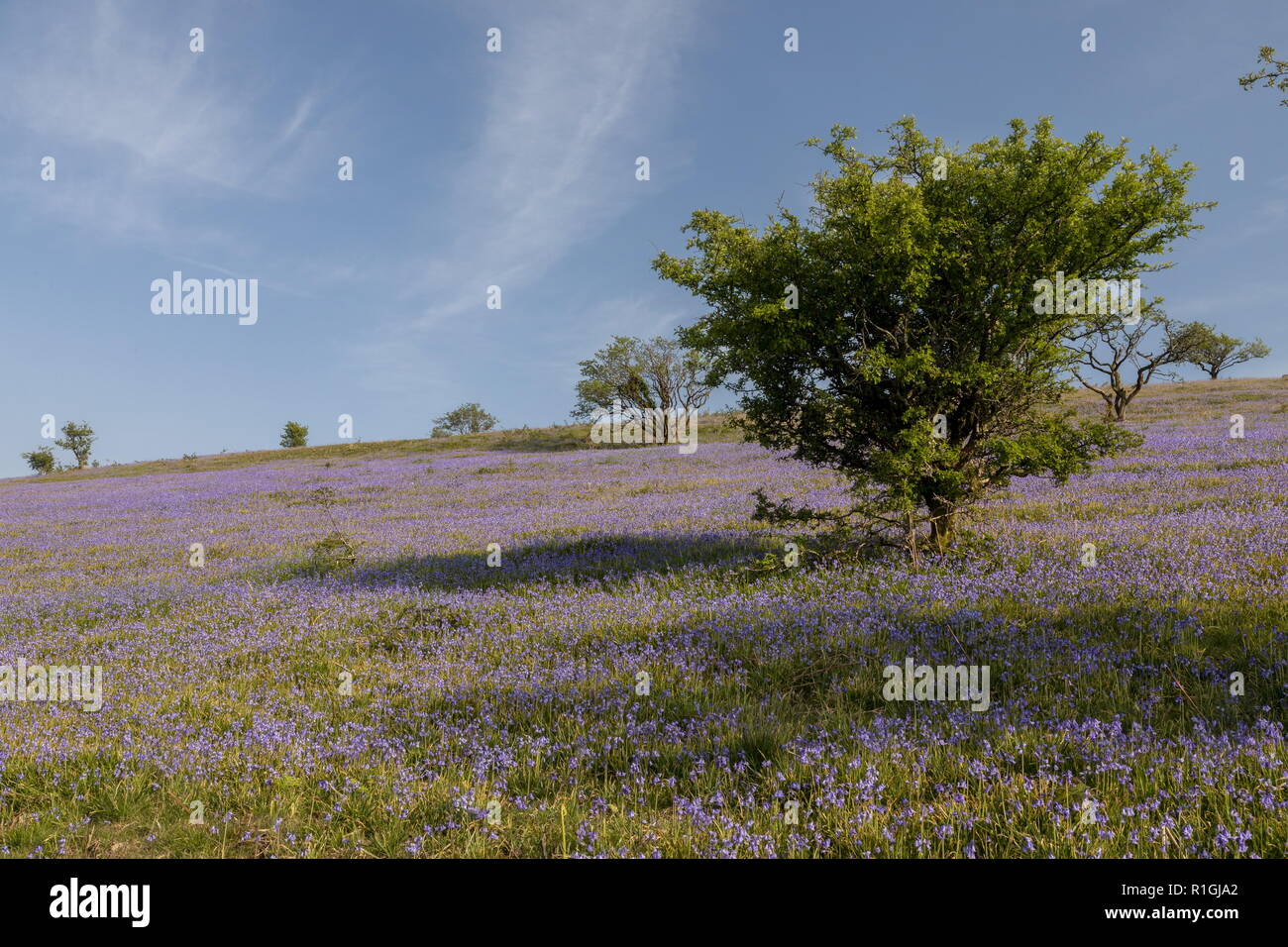 Fitta bluebell cotica erbosa nel maggio sulla terra comune al lato Ashway, Tarr passi, Barle Valley, Exmoor. Foto Stock