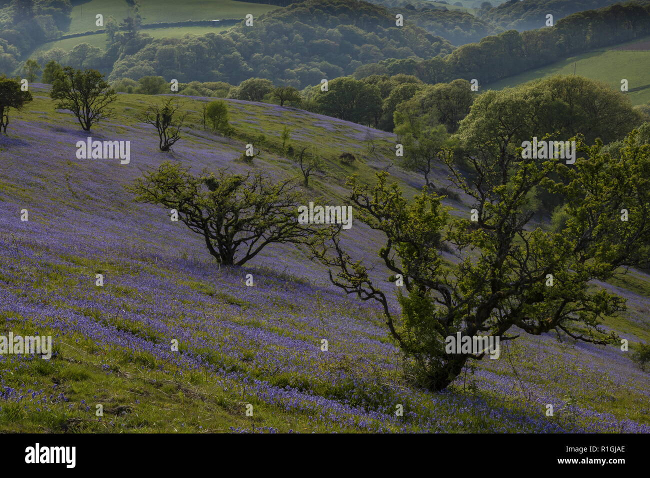 Fitta bluebell cotica erbosa nel maggio sulla terra comune al lato Ashway, Tarr passi, Barle Valley, Exmoor. Foto Stock
