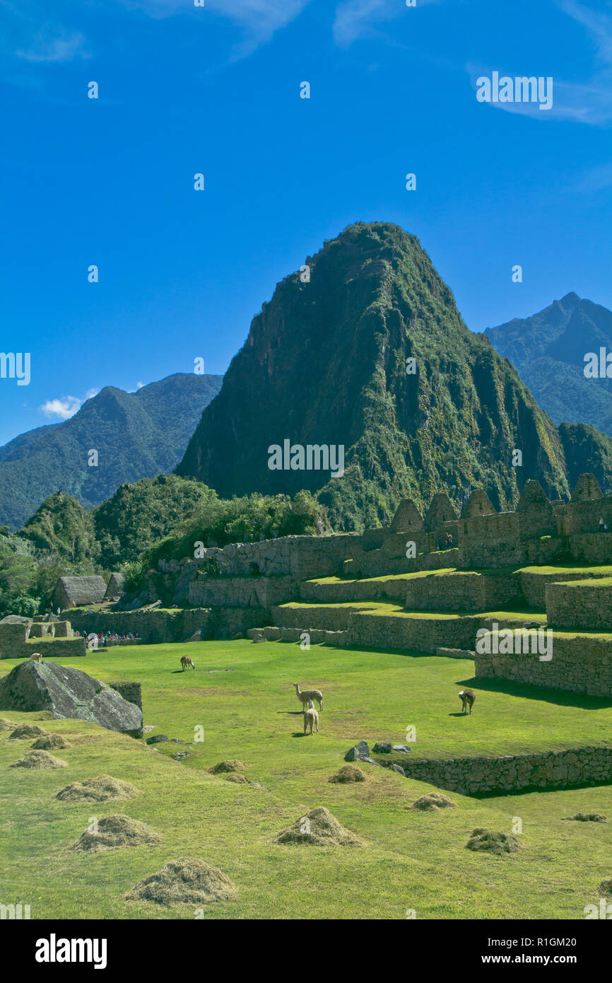 Machu Picchu, una cittadella Inca è impostata su un livello elevato nella catena delle Ande, Perù, sopra il fiume Urubamba valley. Costruito nel XV secolo e successivamente abandonded Foto Stock