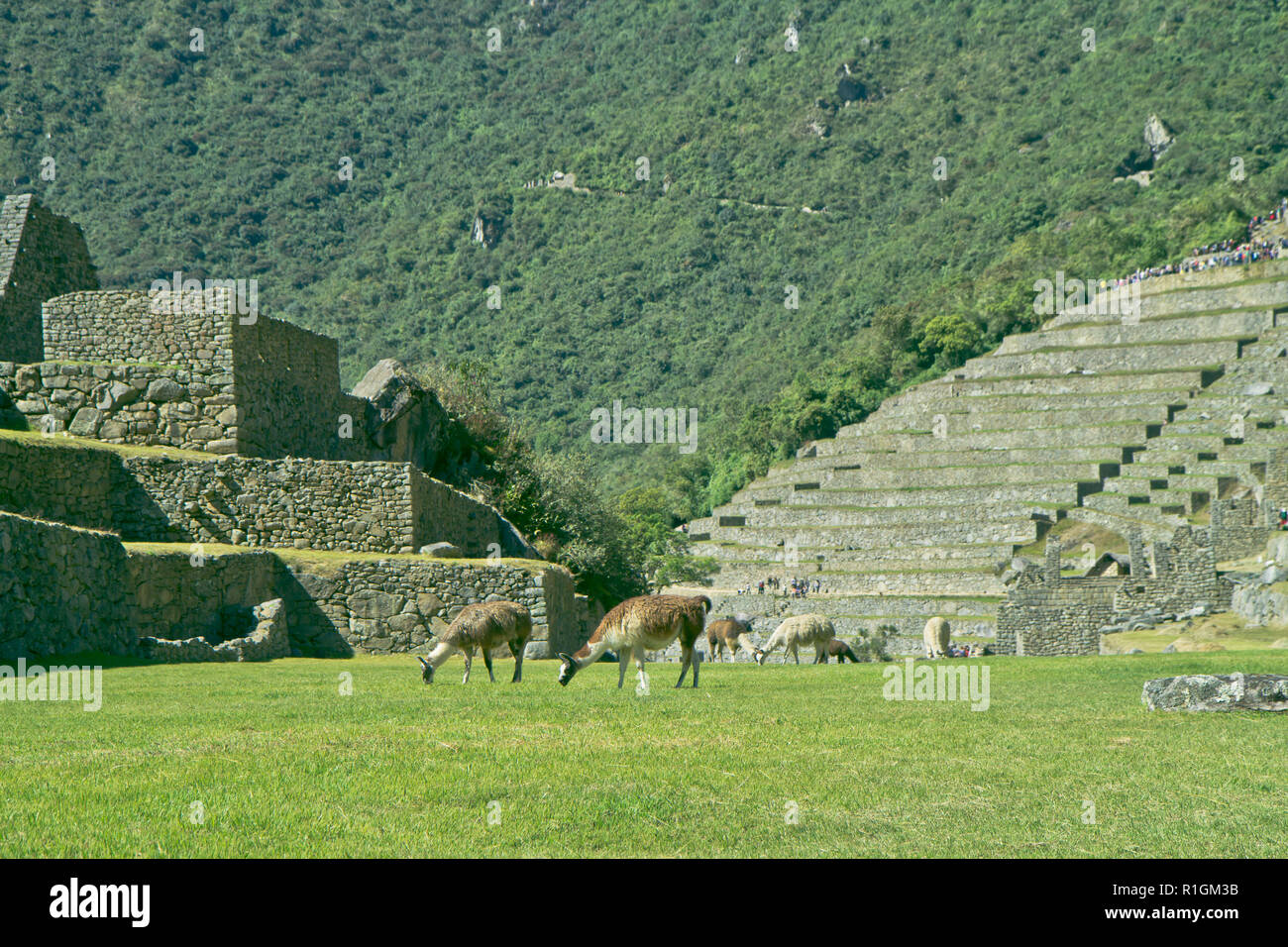 Machu Picchu, una cittadella Inca è impostata su un livello elevato nella catena delle Ande, Perù, sopra il fiume Urubamba valley. Costruito nel XV secolo e successivamente abandonded Foto Stock
