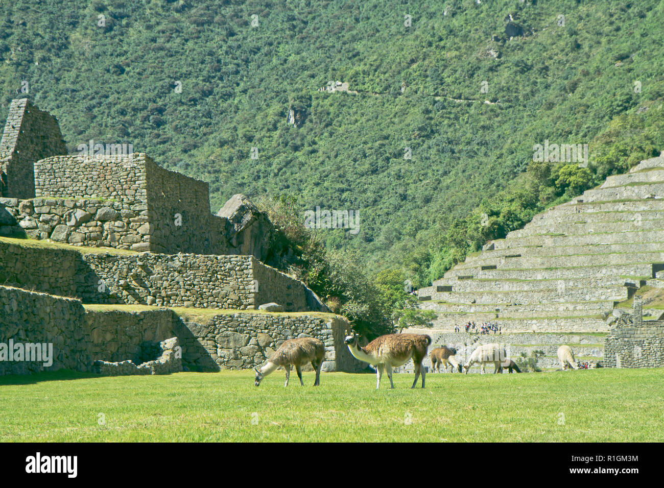 Machu Picchu, una cittadella Inca è impostata su un livello elevato nella catena delle Ande, Perù, sopra il fiume Urubamba valley. Costruito nel XV secolo e successivamente abandonded Foto Stock