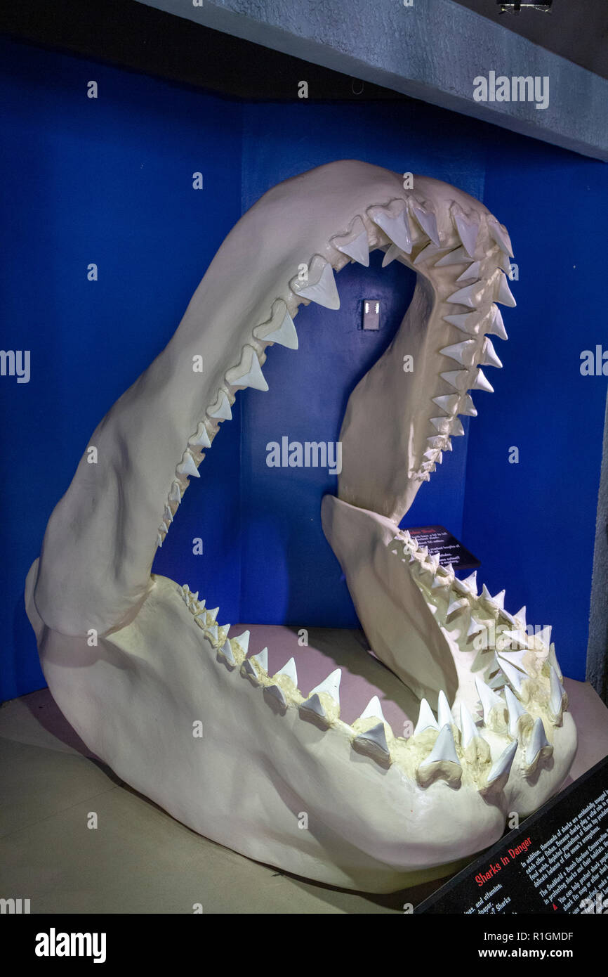 Il Megalodon fossili di squalo in SeaWorld di San Diego, California, Stati Uniti. Foto Stock