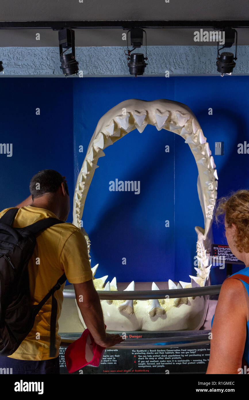 Una coppia di fronte al fossile dello squalo Megalodon a SeaWorld San Diego, California, Stati Uniti. Foto Stock
