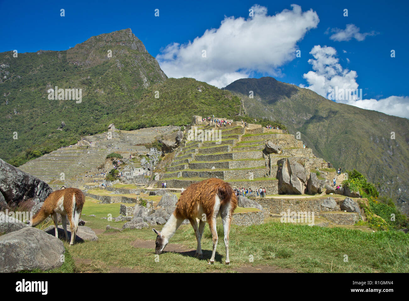 Machu Picchu, una cittadella Inca è impostata su un livello elevato nella catena delle Ande, Perù, sopra il fiume Urubamba valley. Costruito nel XV secolo e successivamente abandonded Foto Stock