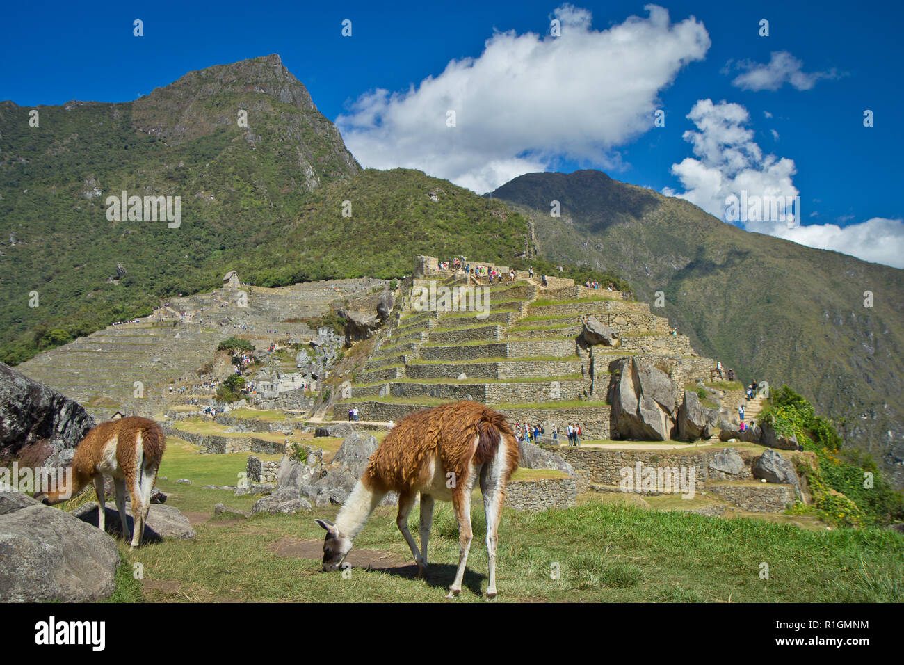 Machu Picchu, una cittadella Inca è impostata su un livello elevato nella catena delle Ande, Perù, sopra il fiume Urubamba valley. Costruito nel XV secolo e successivamente abandonded Foto Stock
