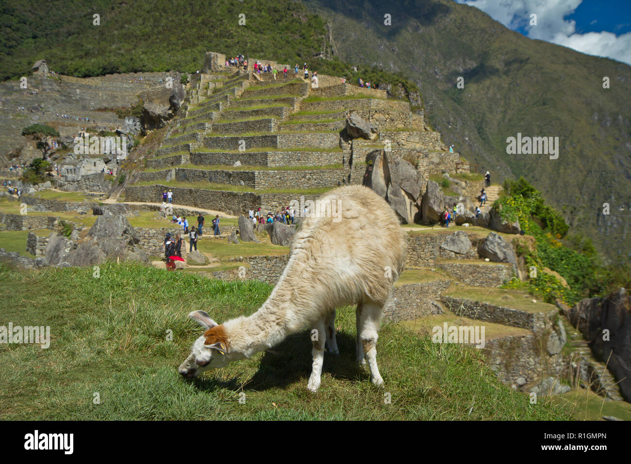 Machu Picchu, una cittadella Inca è impostata su un livello elevato nella catena delle Ande, Perù, sopra il fiume Urubamba valley. Costruito nel XV secolo e successivamente abandonded Foto Stock