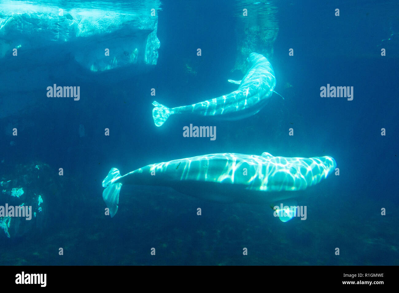 Beluga sott'acqua in SeaWorld di San Diego, California, Stati Uniti. Foto Stock