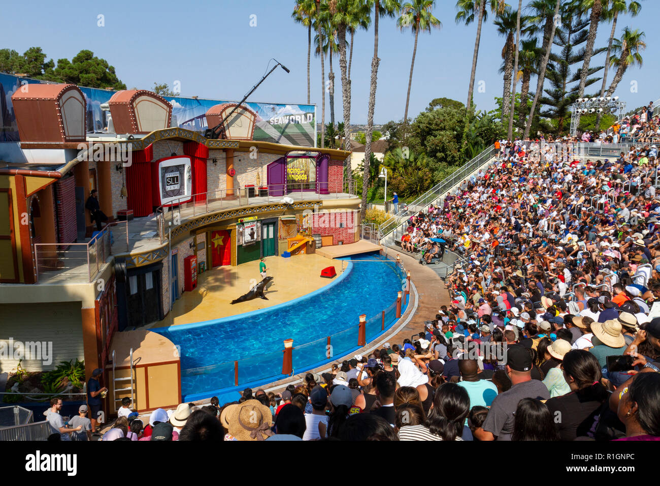 Vista generale dei Leoni di Mare live show in SeaWorld di San Diego, California, Stati Uniti. Foto Stock