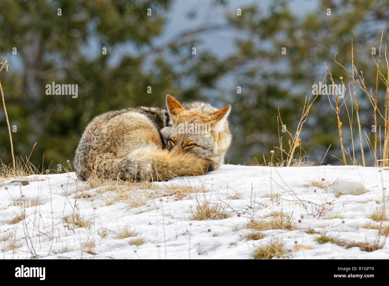 42,757.09766 CU Coyote avvolto a ricciolo dormendo gli occhi chiusi sul prato erboso colle a freddo inverno neve, sfondo ad albero Foto Stock
