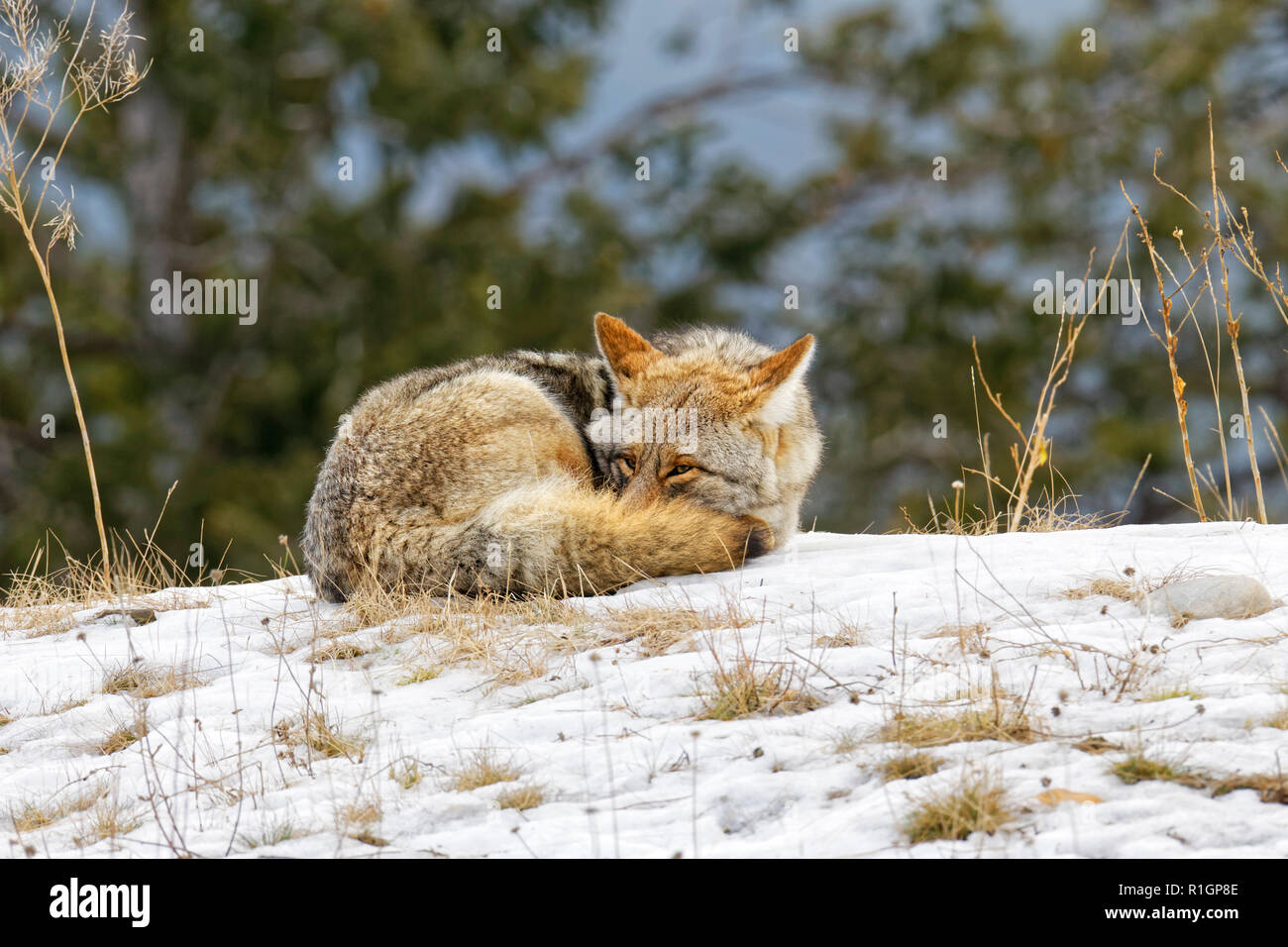 42,757.09767 CU Coyote avvolto a ricciolo dormendo e cercando di tenere in caldo, occhi mezza aperta sul prato erboso colle a freddo inverno neve, alberi in background Foto Stock