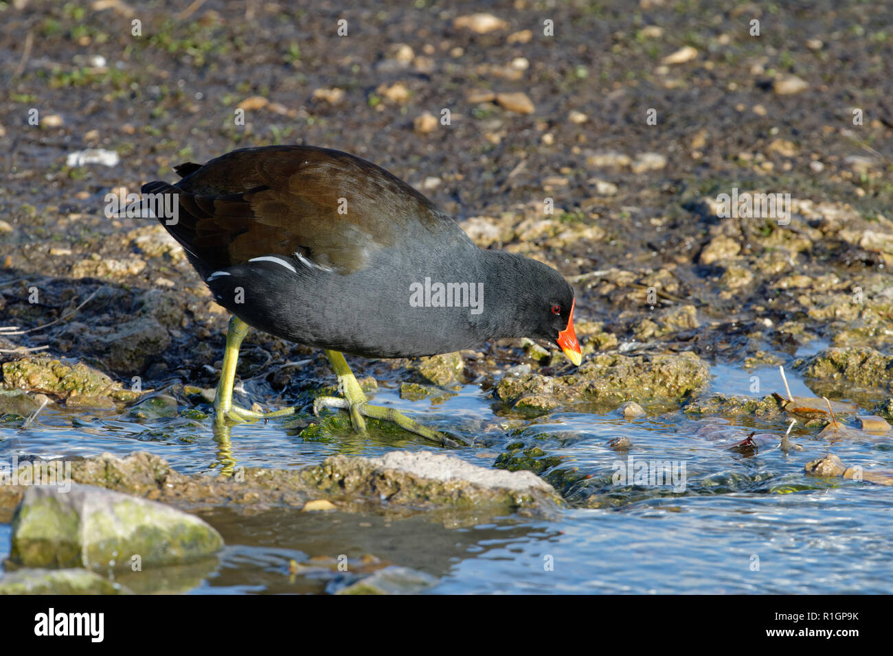 Comune - Moorhen Gallinula chloropus dal flusso rocciose Foto Stock