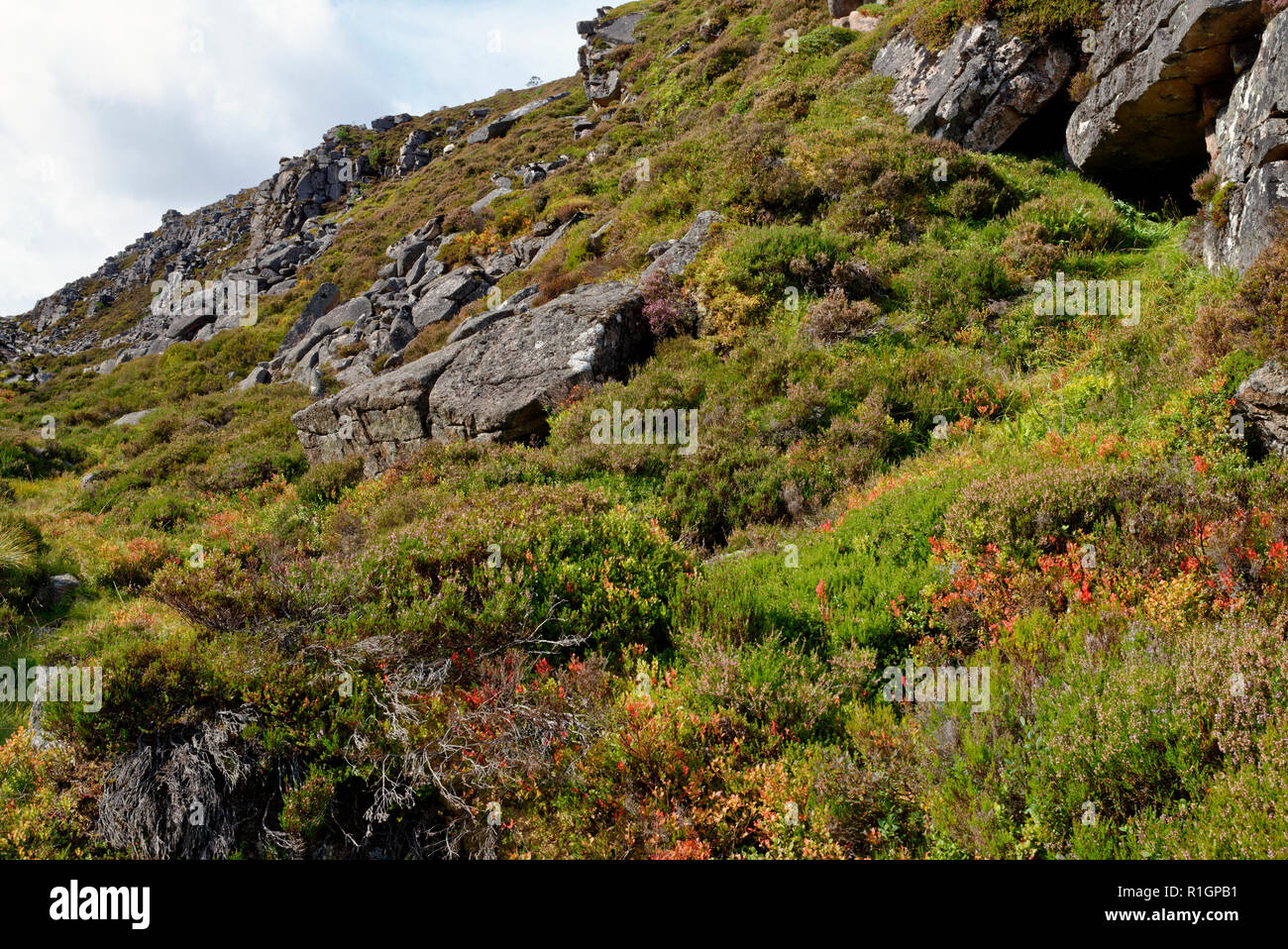 Ericaceous piante in Chalamain Gap, Cairngorm Mountains, Highland scozzesi Mirtillo - Vaccinium myrtillus, Blaeberry o, Whortleberry Crowberry - Emp Foto Stock
