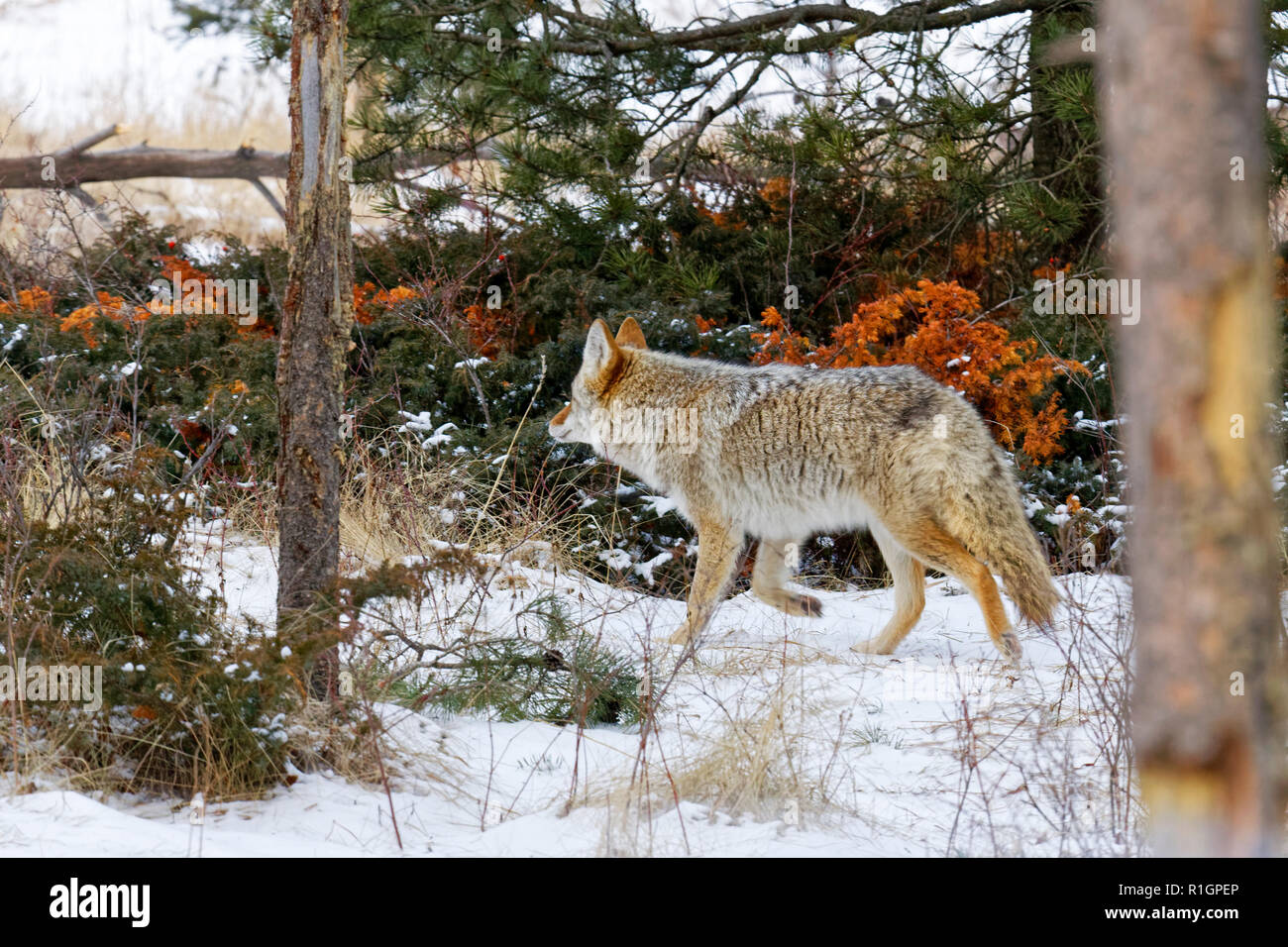 43,110.08678 Coyote muovendosi attraverso la caccia di trotto in viaggio nel freddo inverno la neve e la foresta di conifere arbusti spazzola di sottobosco Foto Stock