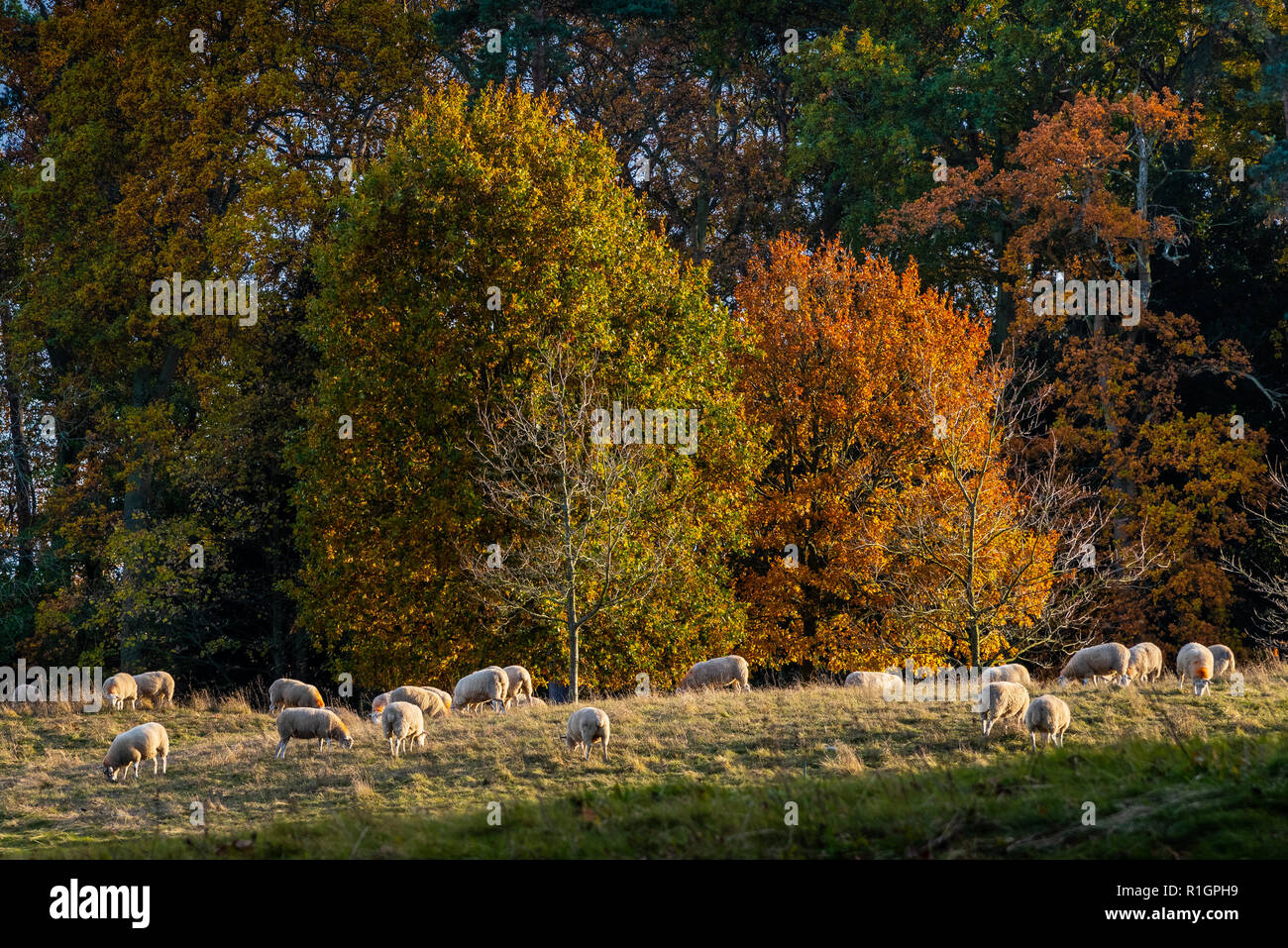 Pecore al pascolo autunno scena Foto Stock