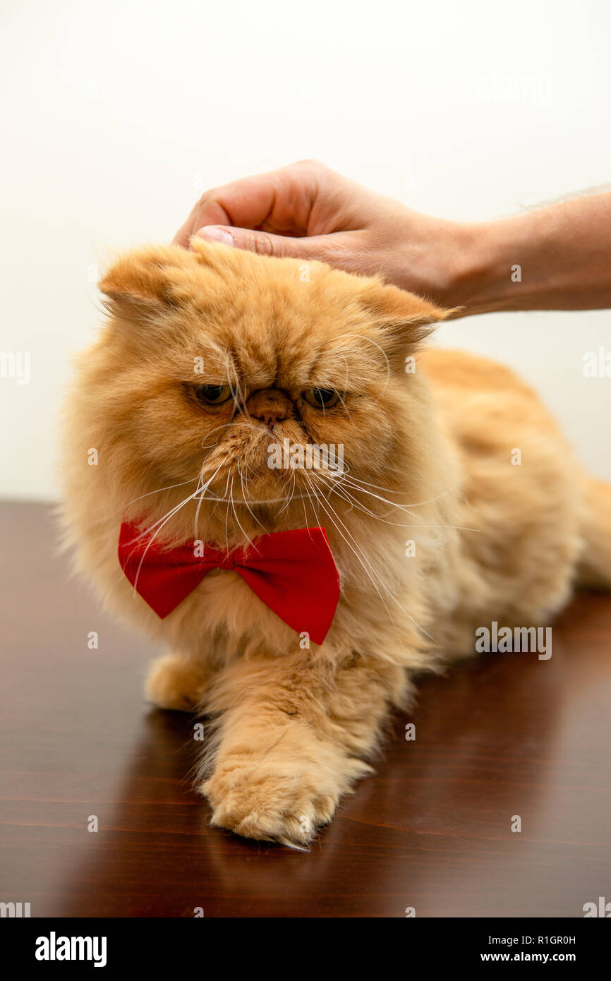 La foto del gatto di zenzero in rosso il filtro bow tie seduta Foto Stock